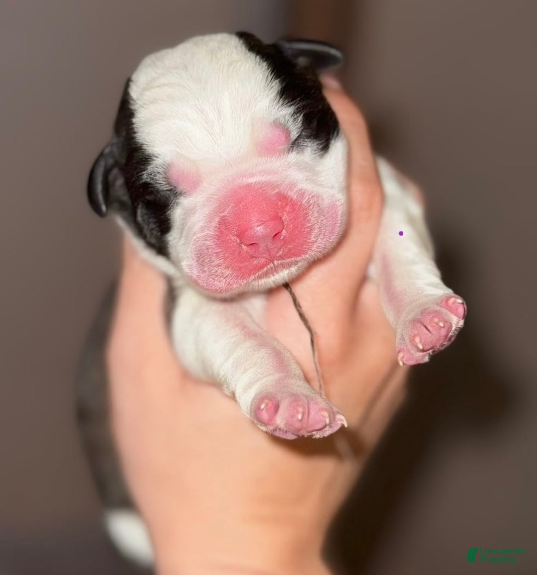 Saint Bernard dogs for sale: Iris - Image 1