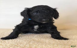 Standard Poodle dogs for sale: Dior - Image 4