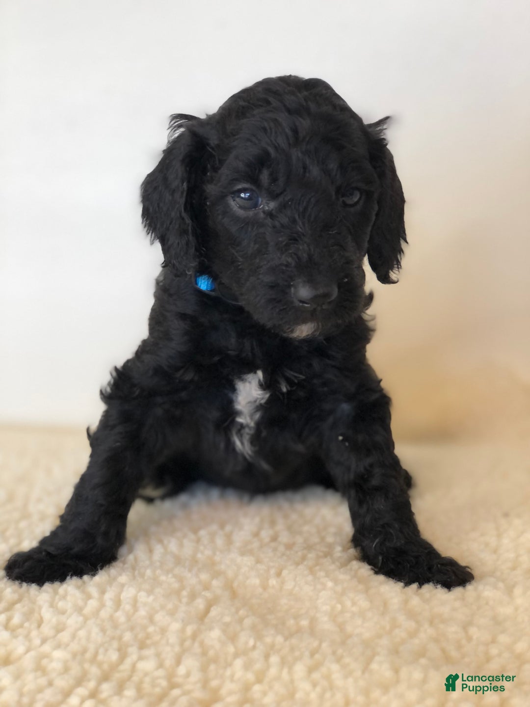Standard Poodle dogs for sale: Dior - Image 4