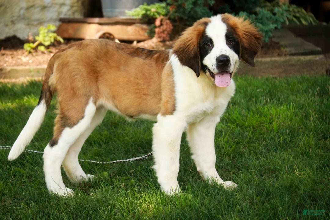 Saint Bernard dogs for sale: Madison - Image 17