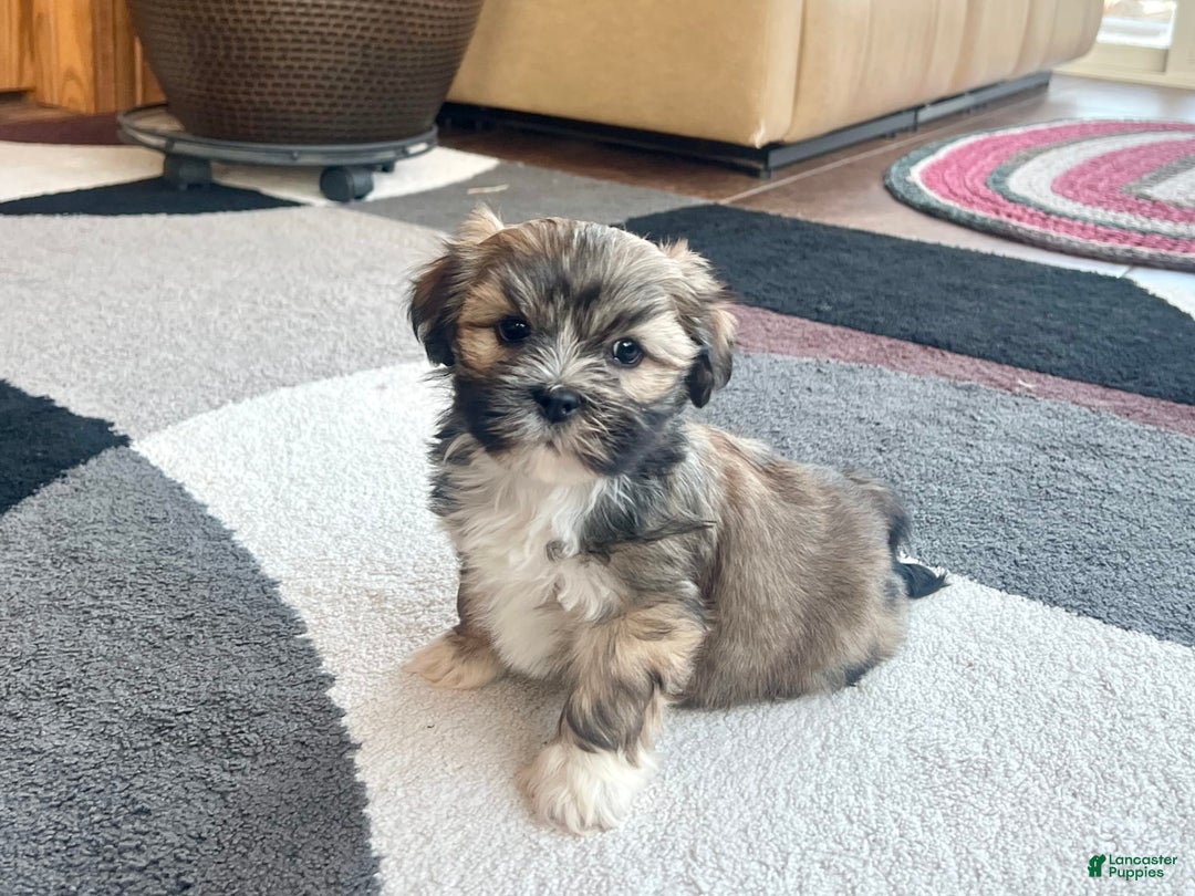 Lhasa Apso dogs for sale: Lola - Image 5