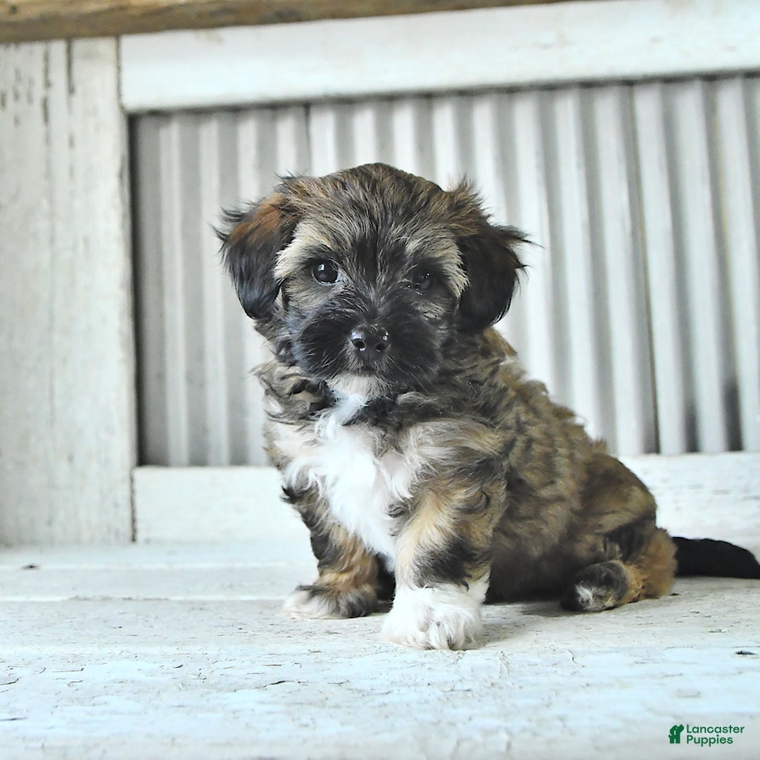 Maltipoo dogs for sale: Ivy - Image 3