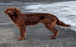 Irish Doodle dogs for sale: Vivi - Image 11