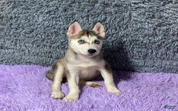 Siberian Husky dogs for sale: Lady - Image 11