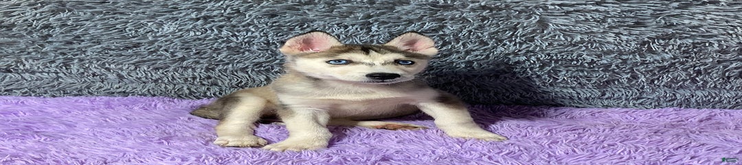 Lady