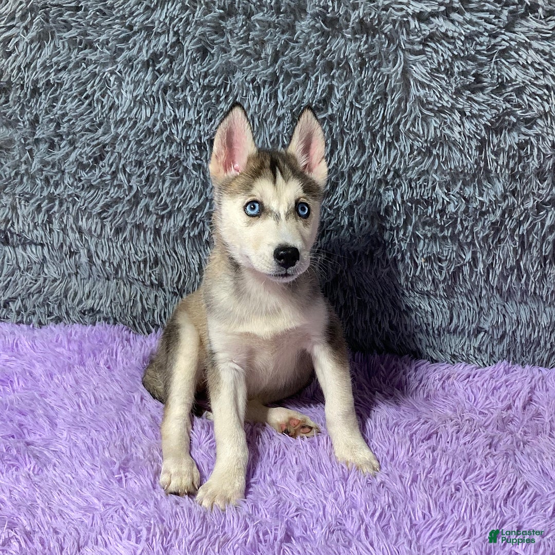 Siberian Husky dogs for sale: Lady - Image 11
