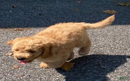 Labradoodle dogs for sale: Rusty - Image 16