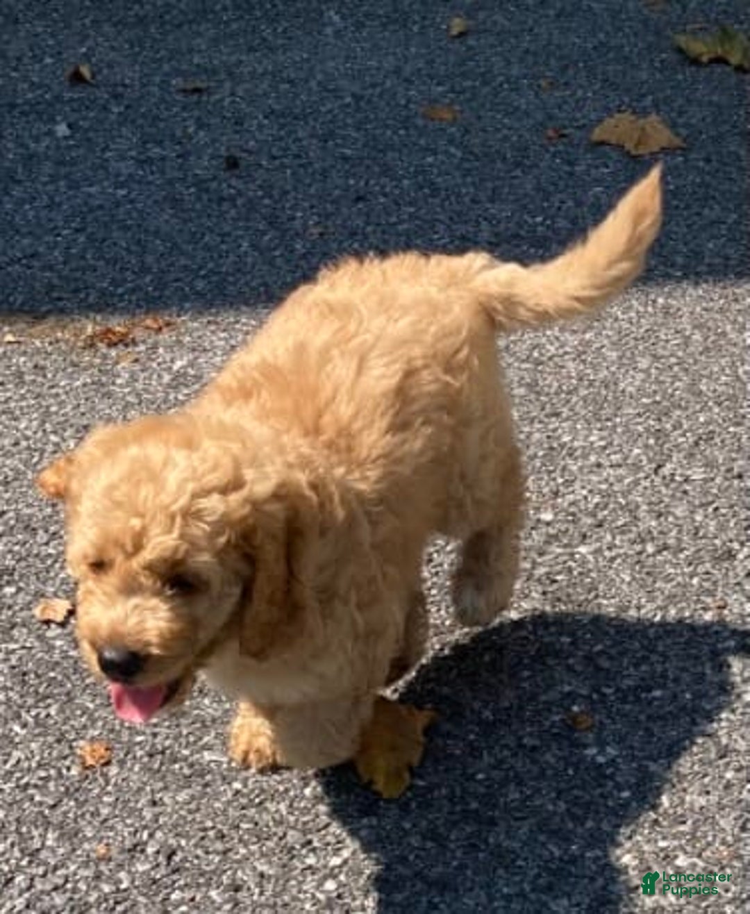 Labradoodle dogs for sale: Rusty - Image 16