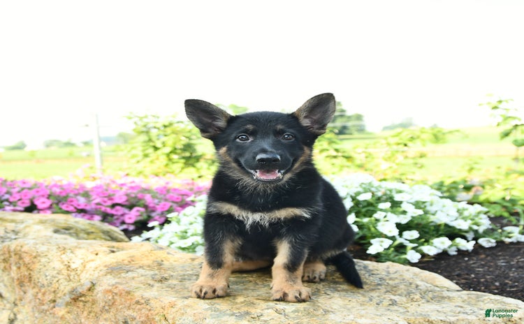 German Shepherd dogs - Advert 24