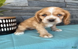 Cocker Spaniel dogs for sale: Tasha - Image 5