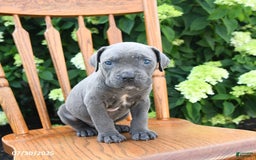 Cane Corso dogs for sale: Smores - Image 2