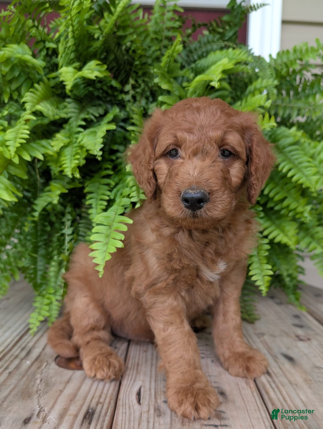 Goldendoodle dogs for sale: Dash - Image 10