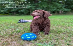 Standard Poodle dogs for sale: Flash Cafe Au Lait - Image 7