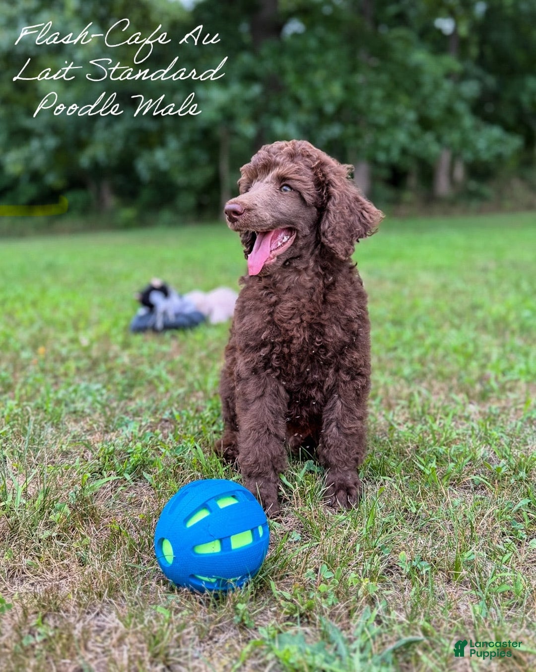 Standard Poodle dogs for sale: Flash Cafe Au Lait - Image 7