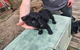 Belgian Malinois dogs for sale: Girl 3 - Image 3