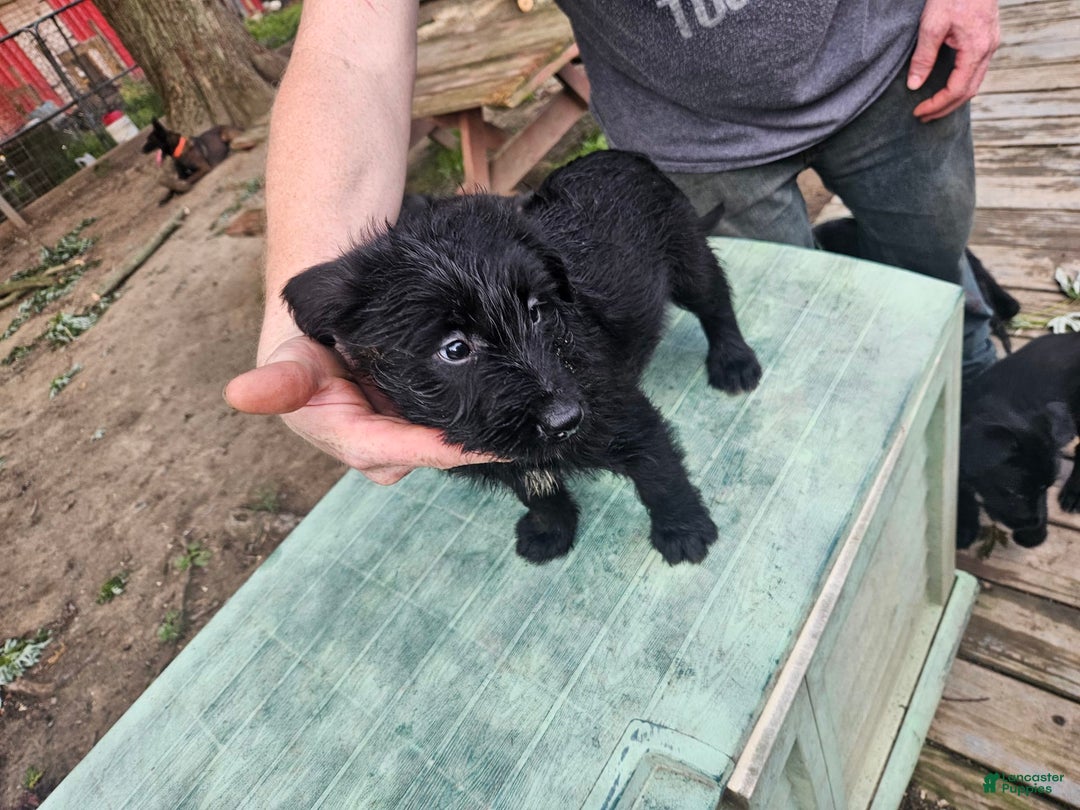 Belgian Malinois dogs for sale: Girl 3 - Image 3