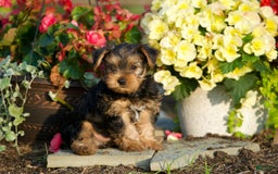 Yorkshire Terrier dogs for sale: Kalvin - Image 1