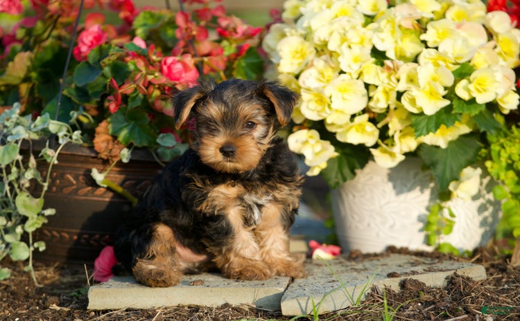 Yorkshire Terrier dogs for sale - Ad 5