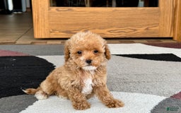 Maltipoo dogs for sale: Terry - Image 7