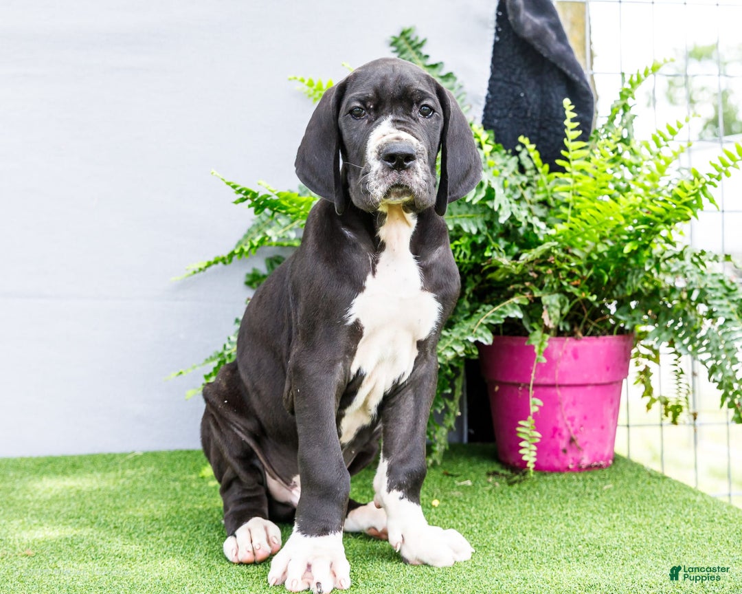 Great Dane dogs for sale: Trever - Image 18