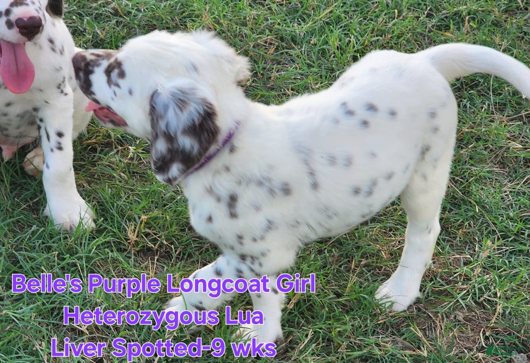 Dalmatian dogs for sale: Belles Purple Lua Liver Spotted Longcoat Girl - Image 7
