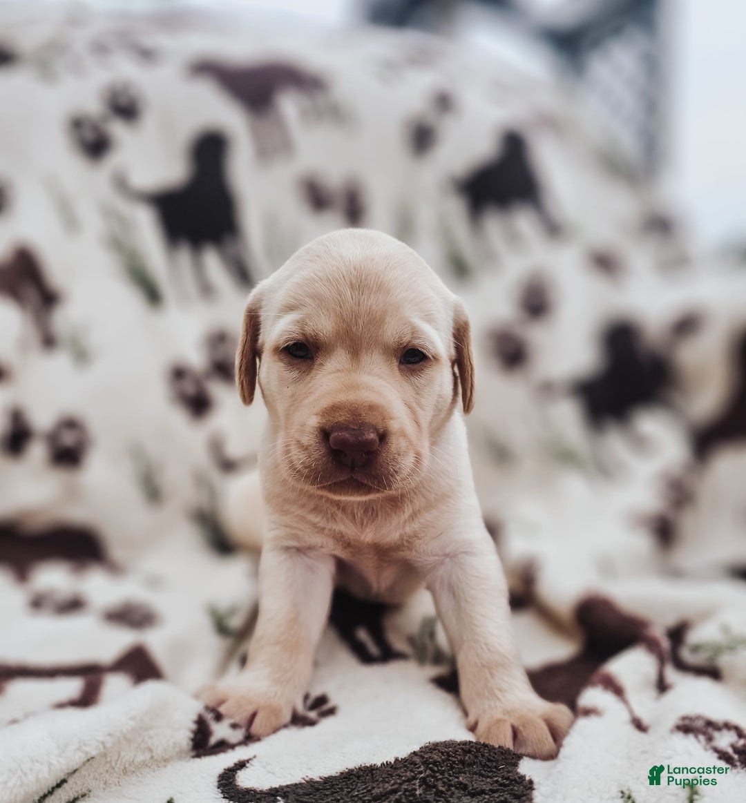 Labrador Retriever dogs for sale: Colt - Image 1