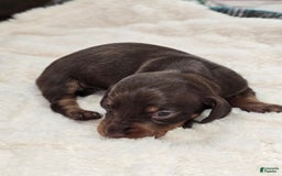 Dachshund dogs for sale: Daisy - Image 2