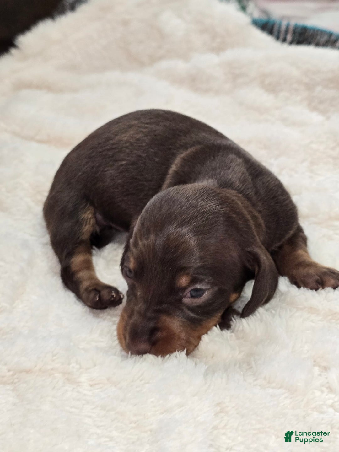 Dachshund dogs for sale: Daisy - Image 2