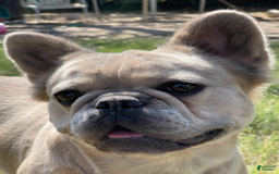 French Bulldog dogs for sale: Dash - Image 2