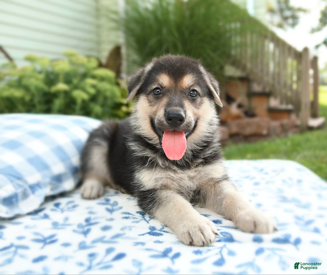 German Shepherd dogs for sale: Valley - Image 4