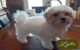Malshi dogs for sale: Lydia - Image 4