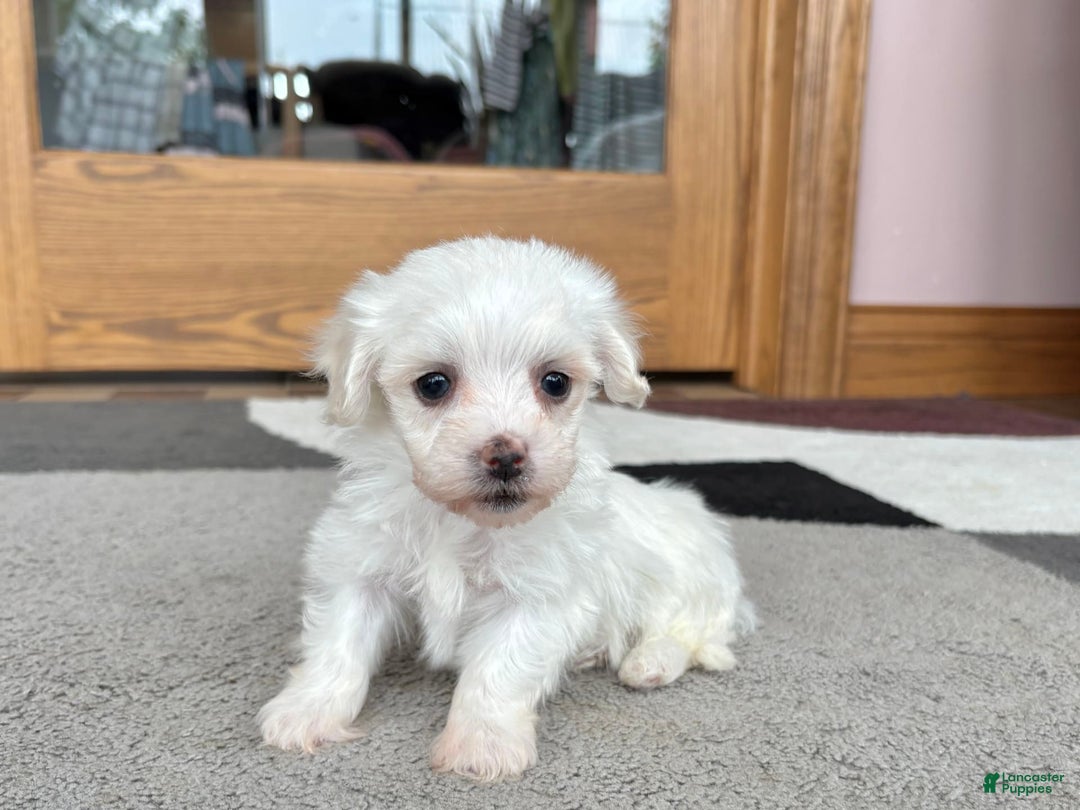 Coton De Tulear dogs for sale: TJ - Image 6