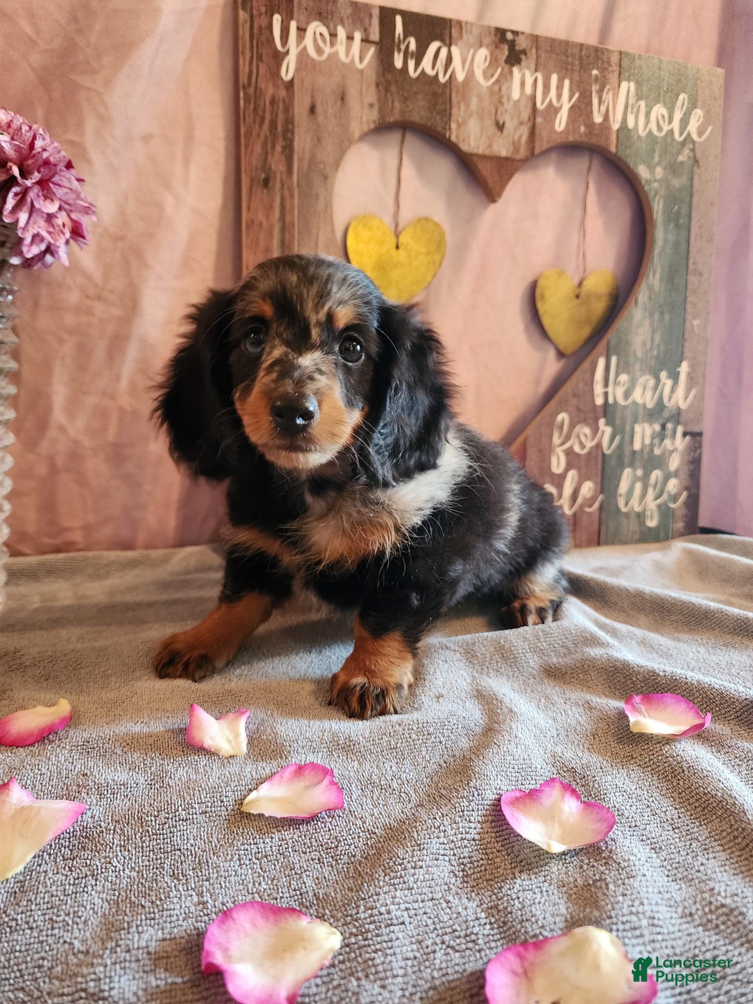 Miniature Dachshund dogs for sale: Oliver - Image 3