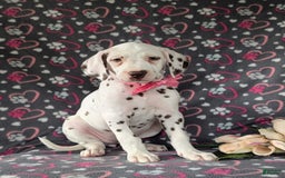 Dalmatian dogs for sale: Katie Liver - Image 1