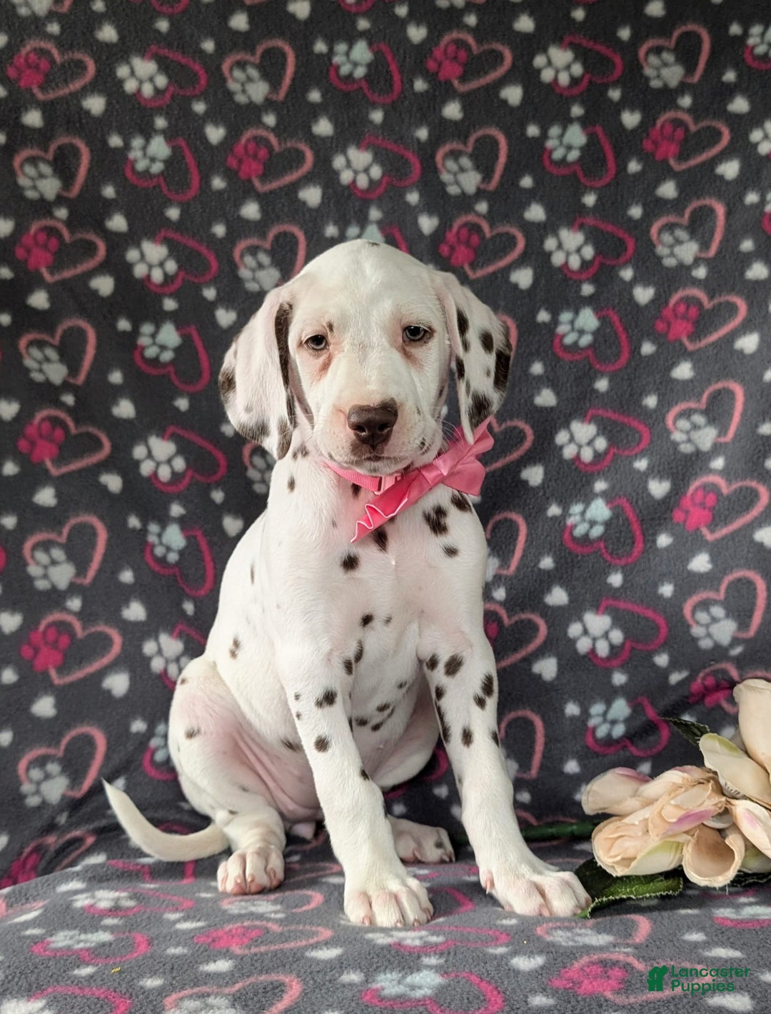 Dalmatian dogs for sale: Katie Liver - Image 1