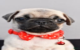 Pug dogs for sale: Tinker - Image 7