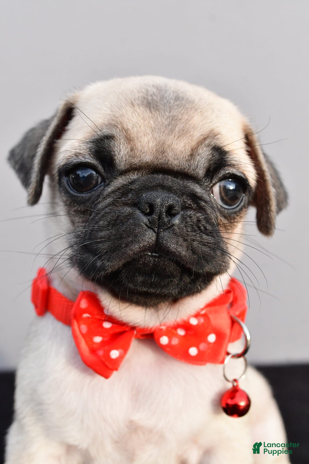 Pug dogs for sale: Tinker - Image 7