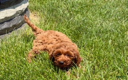Cockapoo dogs for sale: Raina - Image 5