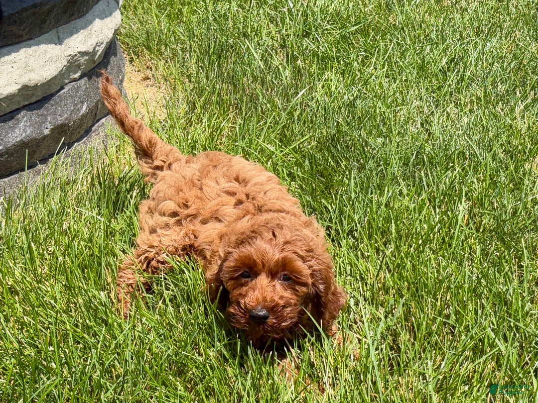 Cockapoo dogs for sale: Raina - Image 5