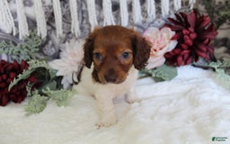 Miniature Dachshund dogs for sale: Gloria - Image 8