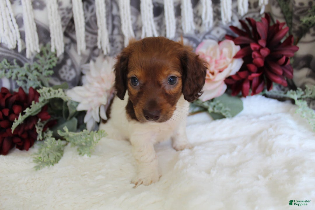 Miniature Dachshund dogs for sale: Gloria - Image 8