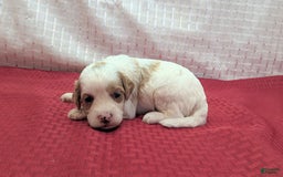 Cavapoo dogs for sale: Buzz - Image 1