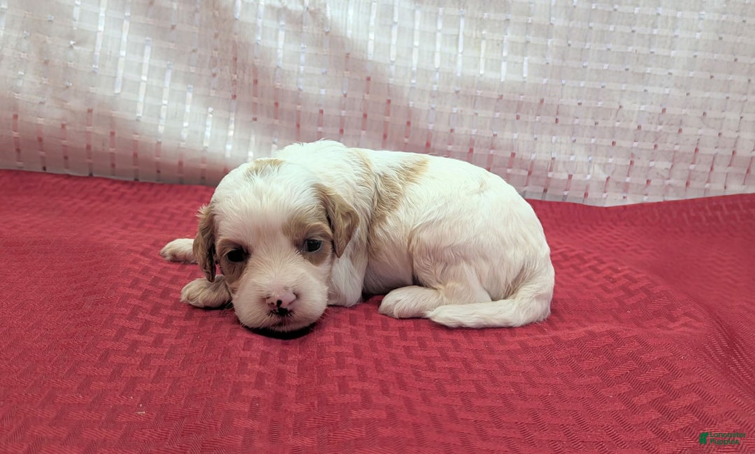 Cavapoo dogs for sale: Buzz - Image 1