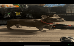 French Bulldog dogs for sale: Keke - Image 5
