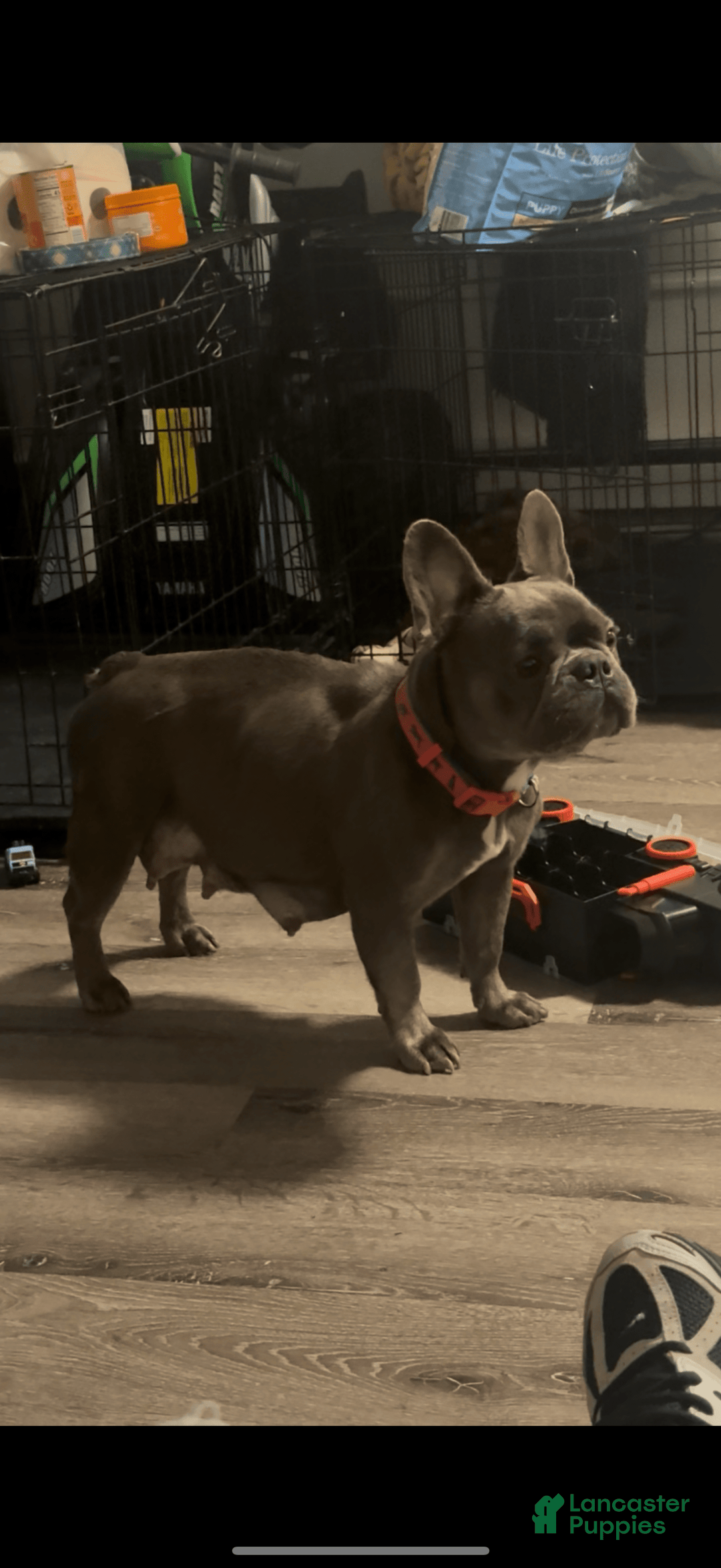 French Bulldog dogs for sale: Keke - Image 5