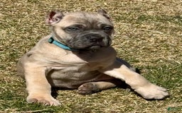 Cane Corso dogs for sale: Georgia - Image 20