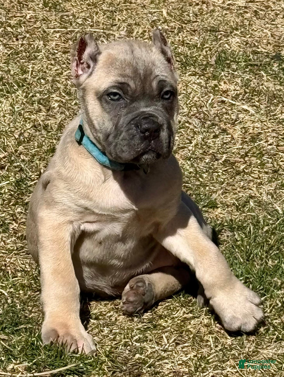 Cane Corso dogs for sale: Georgia - Image 20