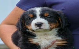 Bernese Mountain Dog dogs for sale: Snoopy - Image 13