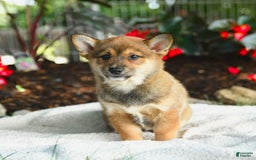 Shiba Inu dogs for sale: Honey - Image 4