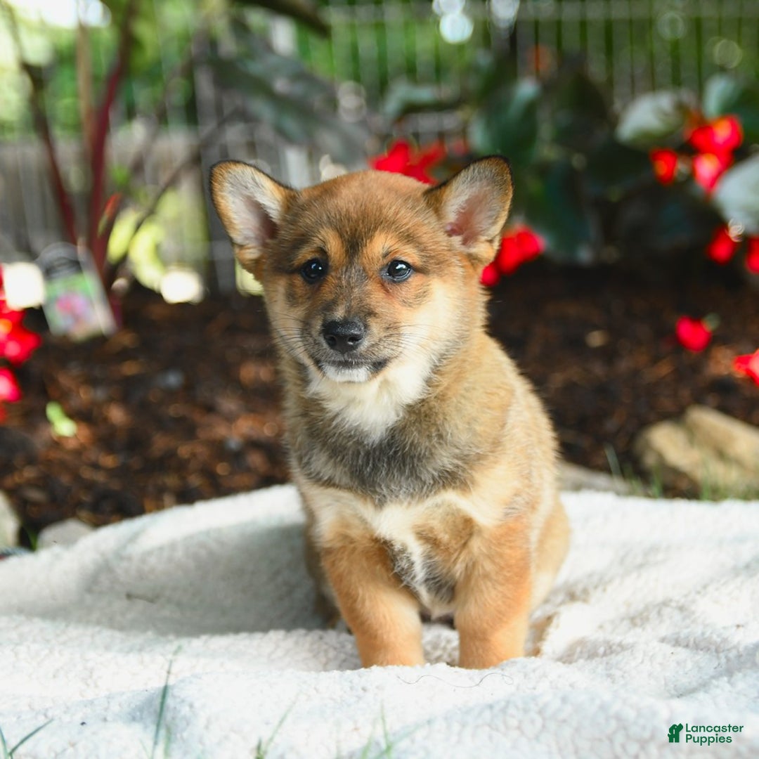 Shiba Inu dogs for sale: Honey - Image 4